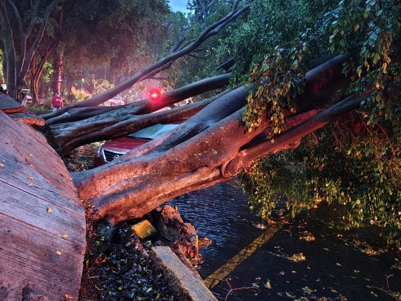 Tormenta azota Guadalajara: árboles caídos e inundaciones en varios puntos