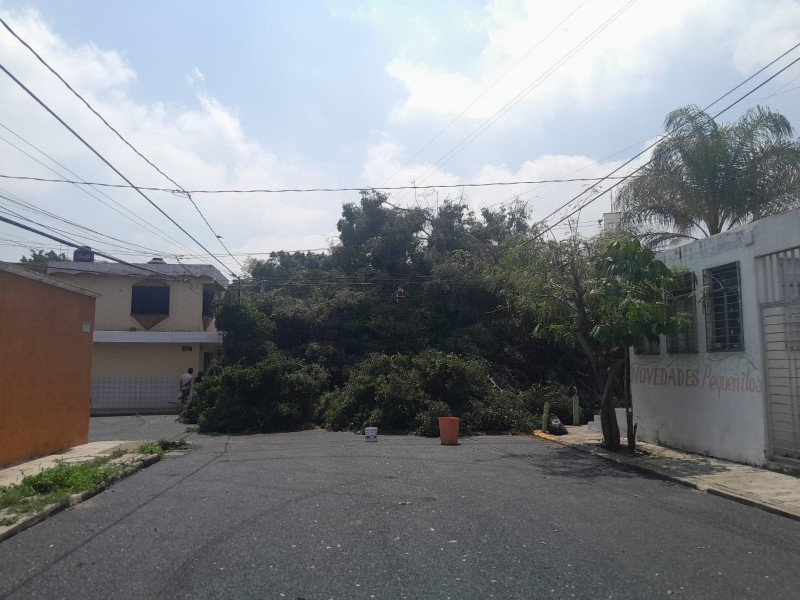 Tormenta del domingo derribó 86 árboles en Zapopan