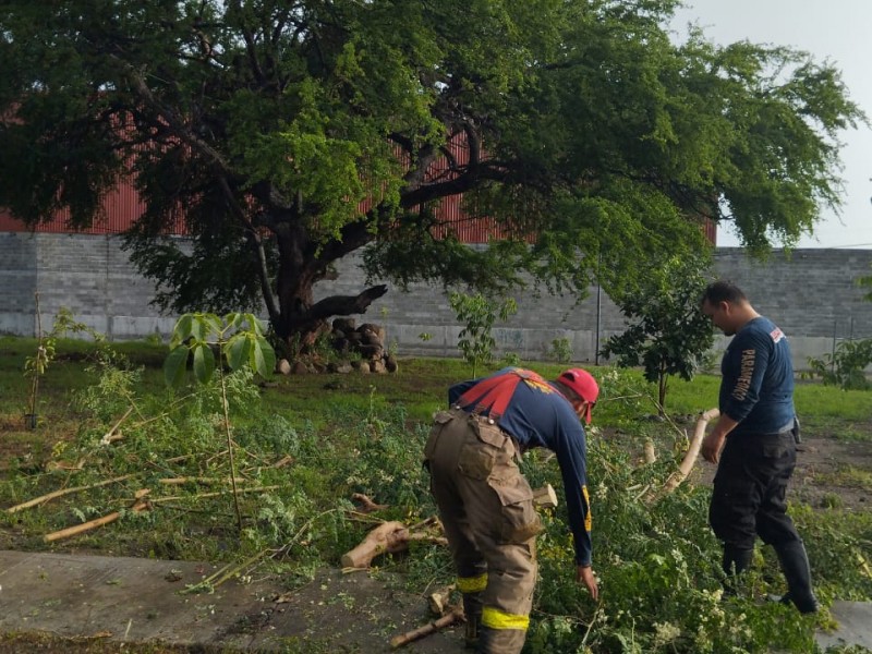Tormenta derribó 11 árboles en Colima y Villa de Álvarez