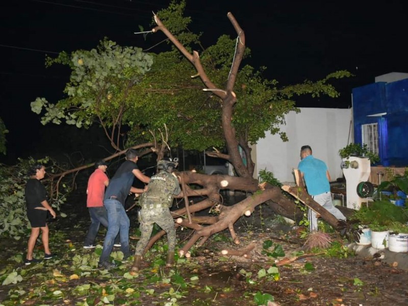 Tormenta derribó más de 20 árboles en Villa de Álvarez