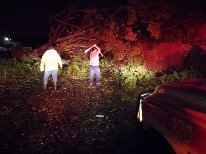 Tormenta eléctrica deja 19 árboles caídos