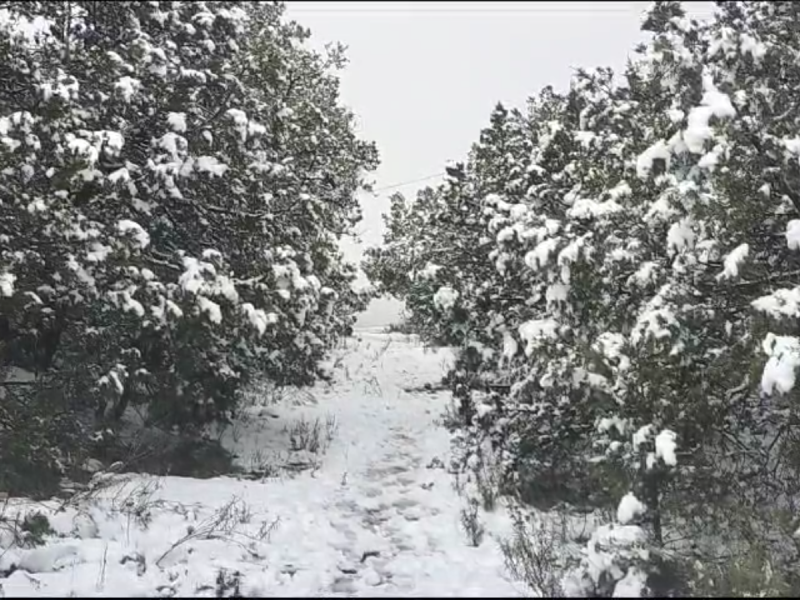 Tormenta invernal en Zacatecas trae bajas temperaturas acompañadas de nieve