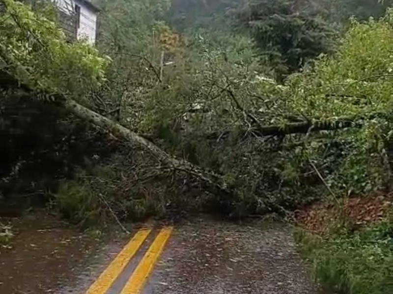Tormenta provoca cierre de la carretera Toluca–Altamirano por caída de árboles