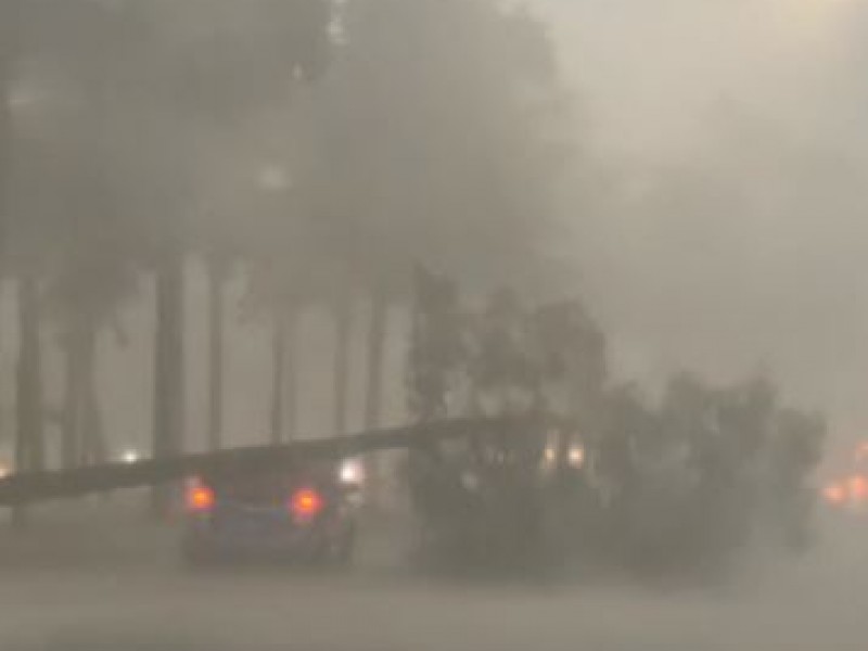 Tormenta vespertina azota a Guadalajara; árboles y postes caídos