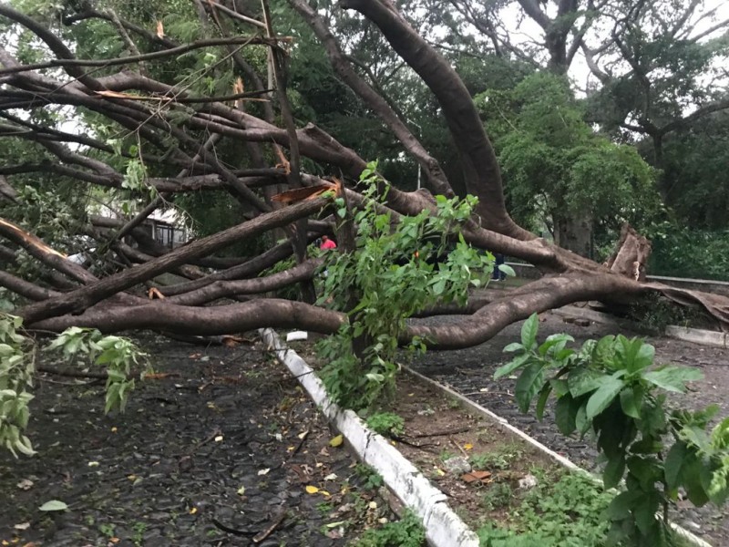 Tormenta y fuertes vientos derriban 17 árboles Colima y VdeA