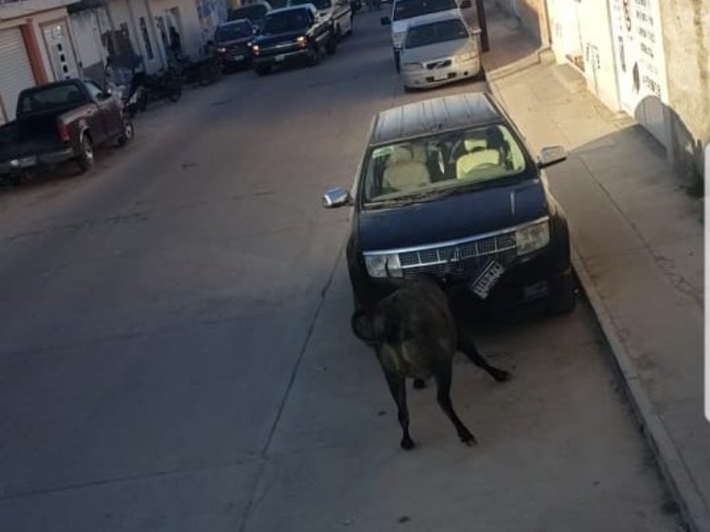 Toros Sueltos Desatan Caos en San Felipe; Dos Fueron Sacrificados