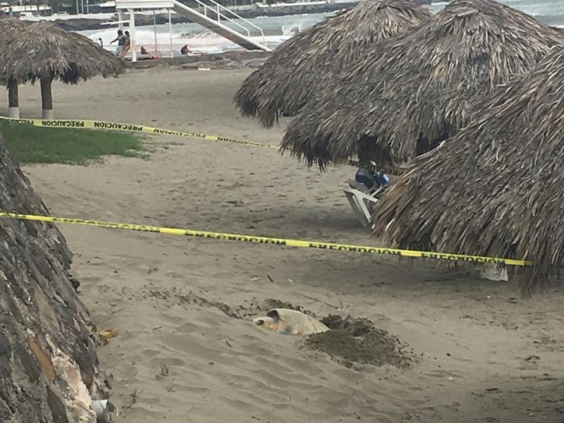 Tortuga desova en playa de Boca del Río