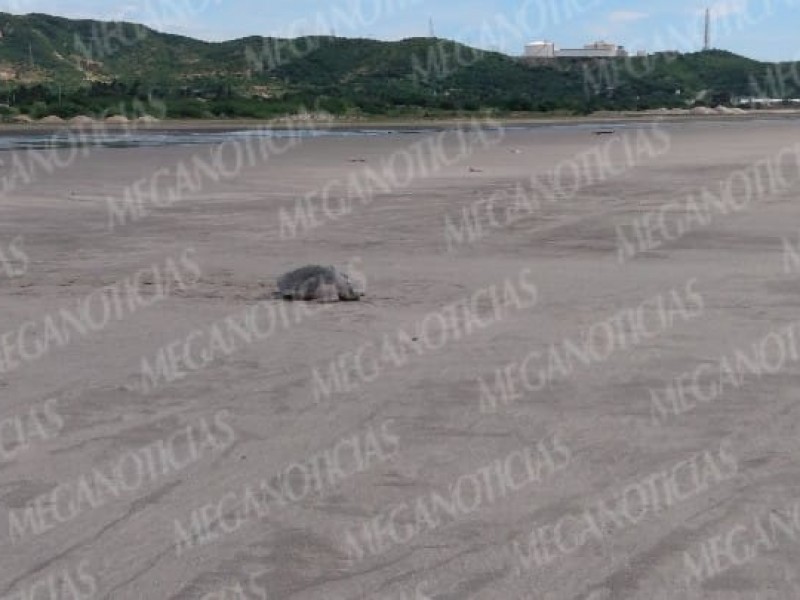 Playas de Salina Cruz sin vigilancia durante arribo de tortuga