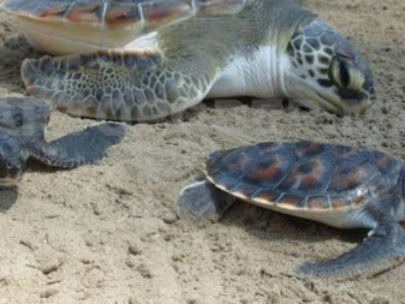 Tortugas aún amenazadas por saqueo de huevos en Chiapas