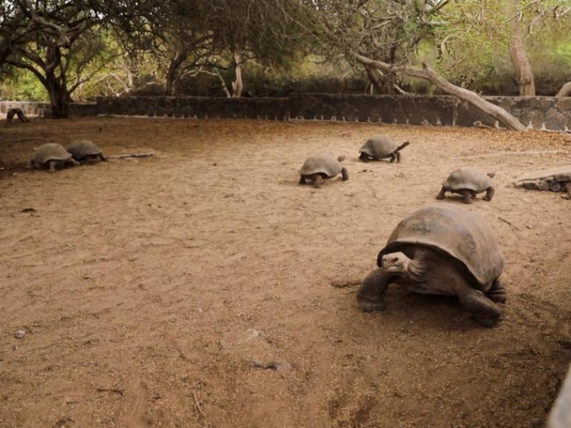 Tortugas gigantes criadas en cautiverio vuelven a las Galápagos