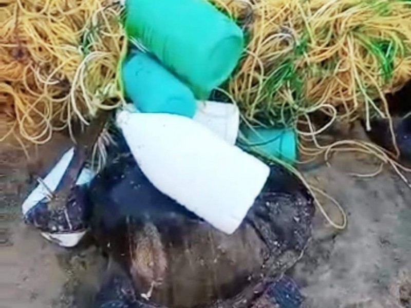 Tortugas golfinas en Coyuca atrapadas en redes de pescadores