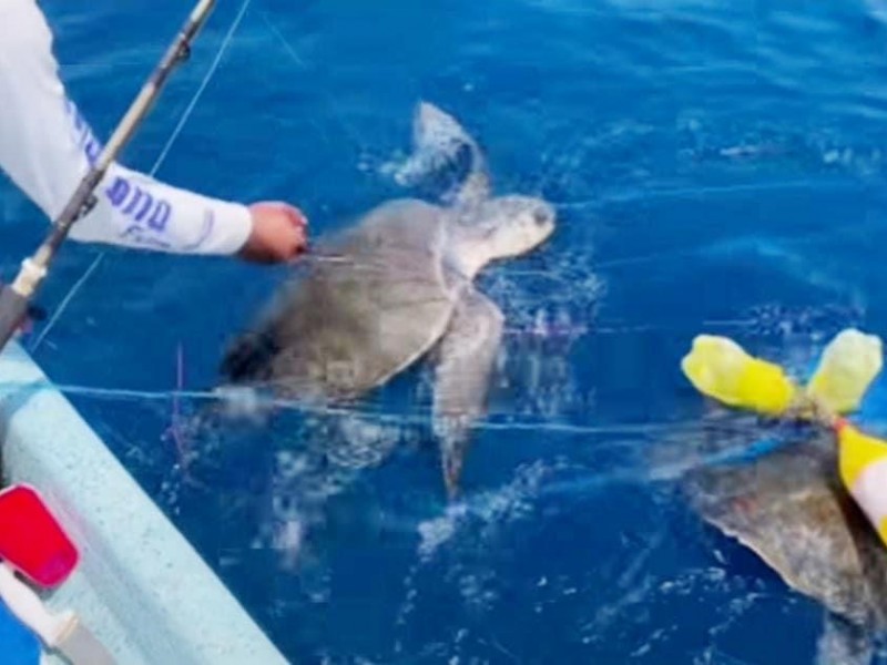 Tortugas marinas siguen atorrándose en redes de pescadores