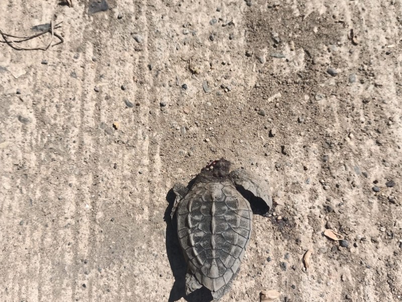 Tortuguitas mueren aplastadas por automovilistas en Troncones