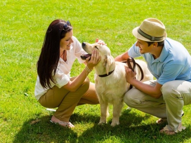 Toxocariasis; la enfermedad por convivencia con perros