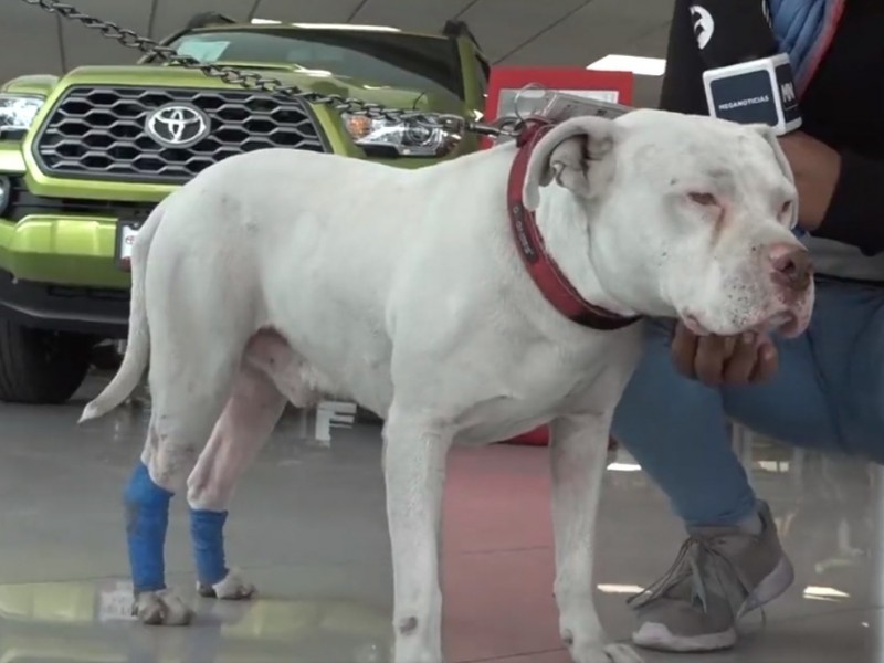 Toyo canino que fue adopatado por una agencia de autos