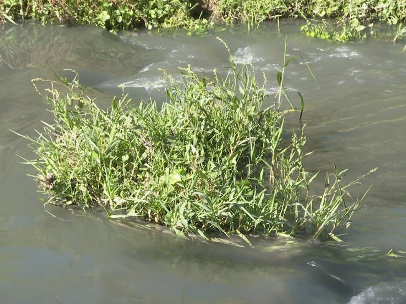 TRABAJA ECOLOGÍA EN REHABILITACIÓN DE ARROYO SANTA ROSA