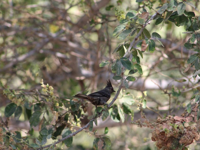 Trabaja IMPLAN Los Cabos en impulso biocultural, a través de conservación ambiental