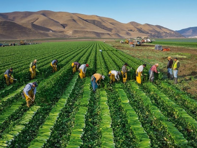 Trabajadores agrícolas enviaron a México 278.3 mdd canadienses