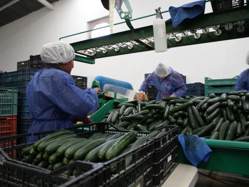 Trabajadores asegurados del sector primario aumentan a pesar de pandemia