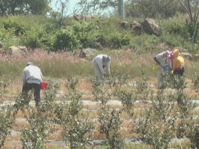 Trabajadores del campo en Colima están desprotegidos