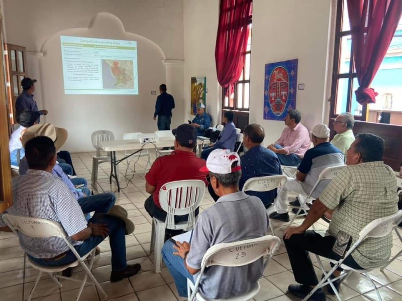 Trabajan en Acaponeta para combatir plagas de mosca y cochinilla