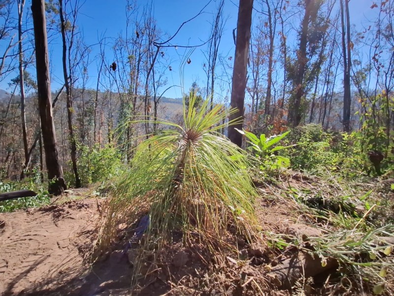 Trabajan en reforestación de la Loma de Santa María