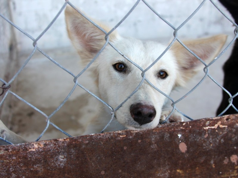 Trabajan en rehabilitación de Unidad Canina