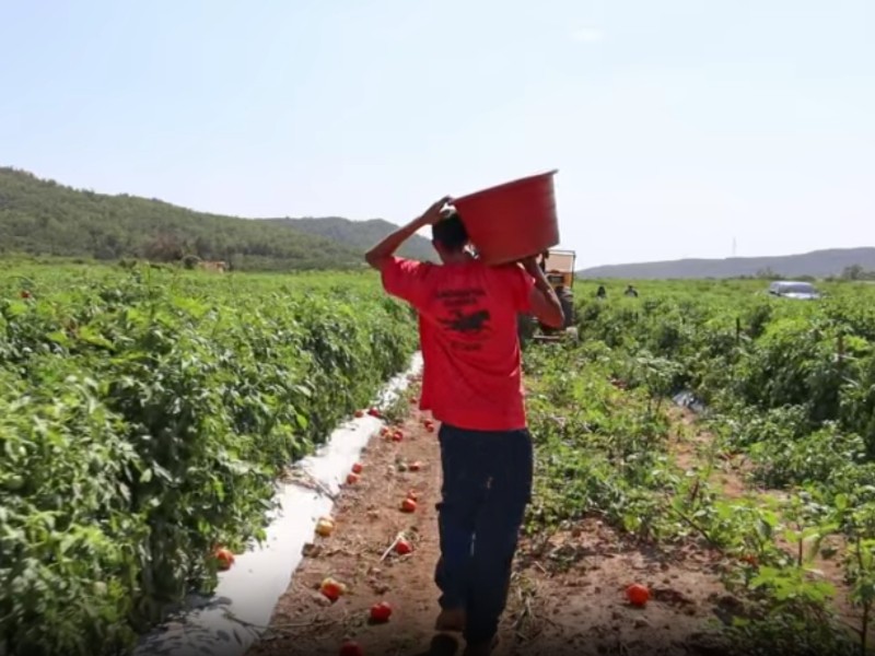 Trabajo infantil agrícola persiste y amenaza infancia en Sinaloa