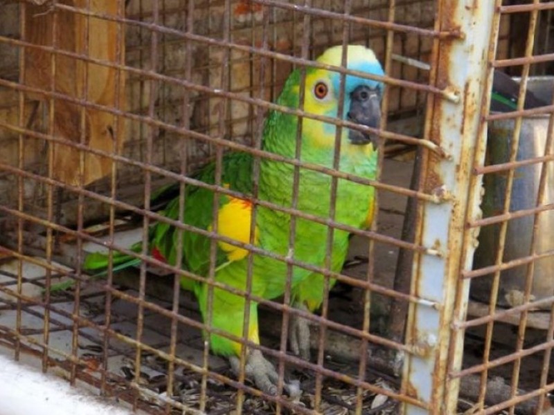 Tráfico de aves, comercio incentivando por demanda irresponsable