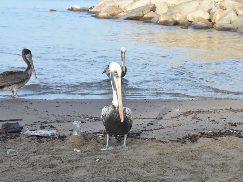 Tráfico de buques y aguas residuales están contaminando el mar