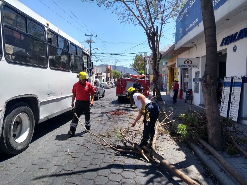 Tráiler derribó ramas en el centro logrando fugarse