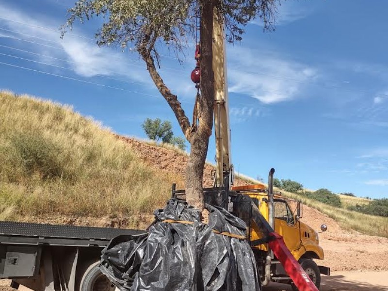 Transplantan árbol de bellota como parte de la preservación ecológica