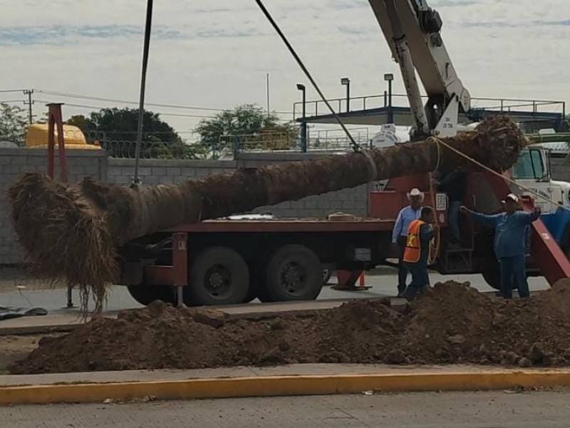 Darán nuevo destino a palmas de colonia Valle Dorado