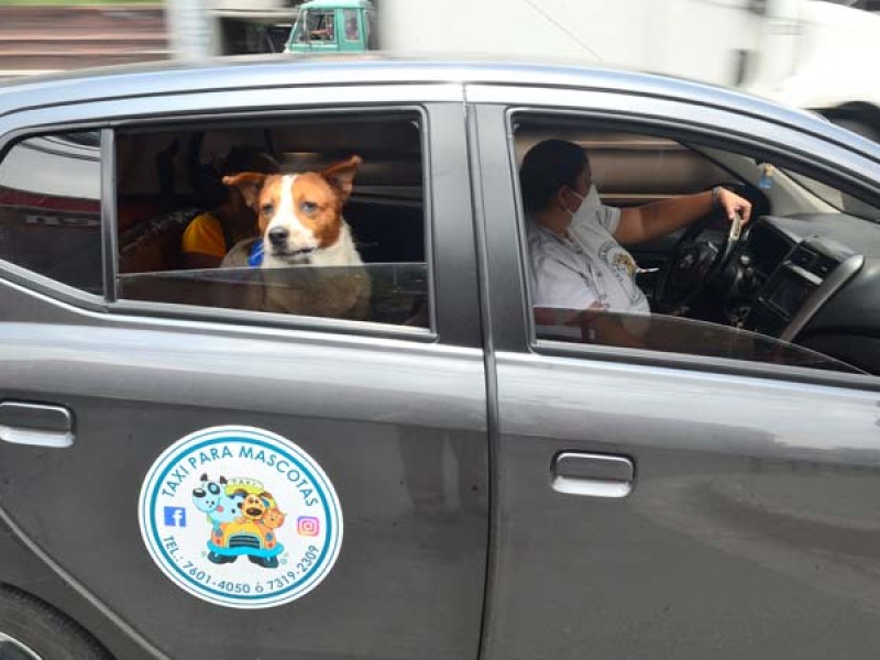 Transporte público, el principal problema para la movilización de mascotas