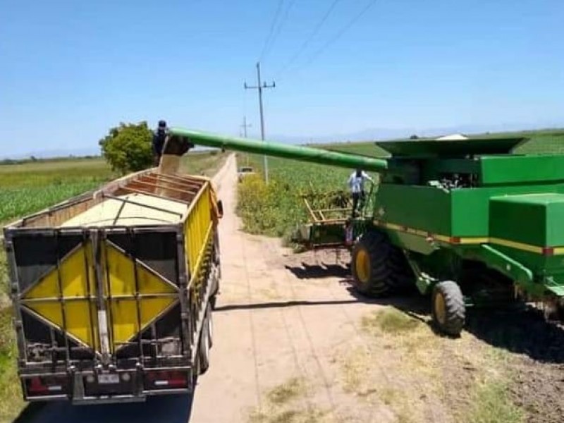 Transportistas de carga pesada listos para acarreos de maíz