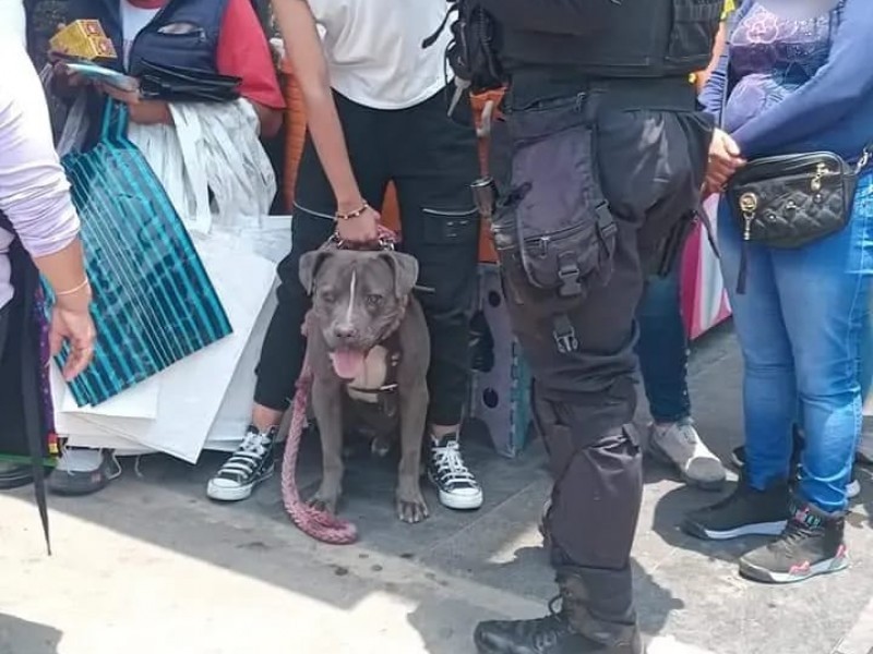 Tras escaparse pitbull causa temor en ciudadanos de Salina Cruz