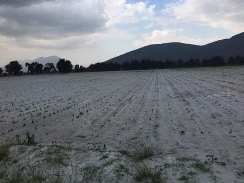 Tras granizada sufren afectaciones campesinos de Tecamachalco