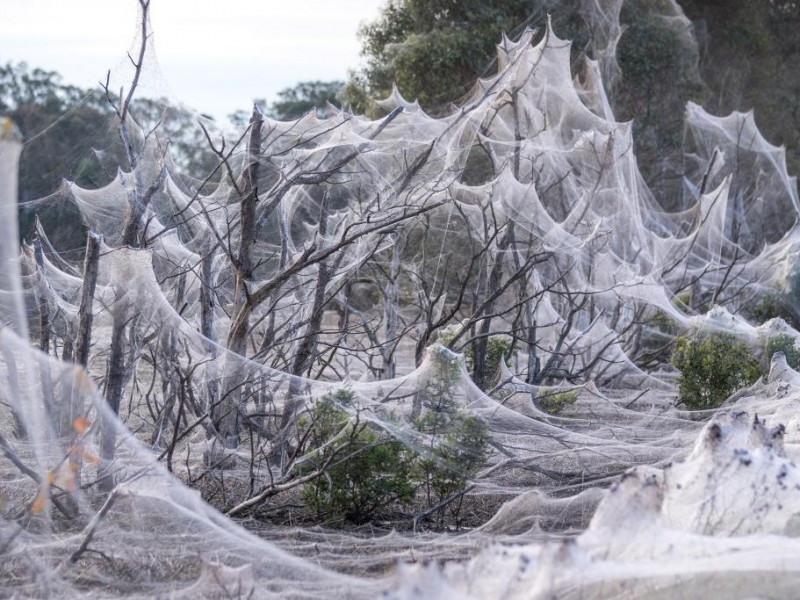 Tras lluvias e inundaciones, manto de telarañas cubre campos australianos