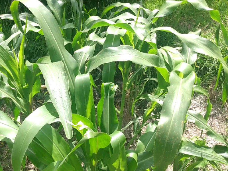 Tras lluvias en Sinaloa productores reportan saldo blanco en cultivos