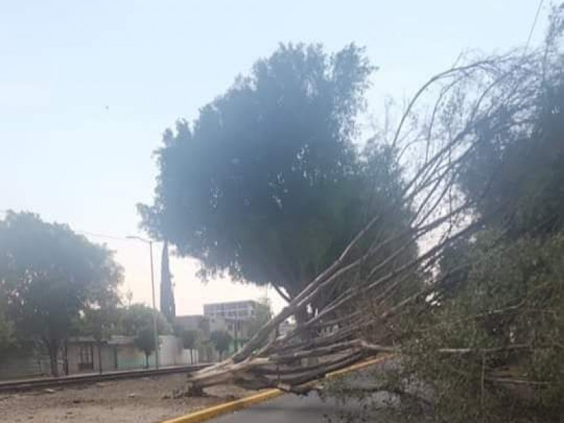 Tras lluvias en Tehuacán, parte oficial reporta 6 árboles caídos