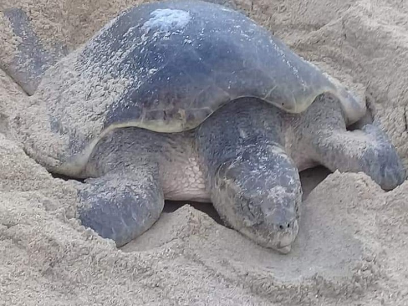 Tras lluvias, sale tortuga a desovar en playa Las Palmas