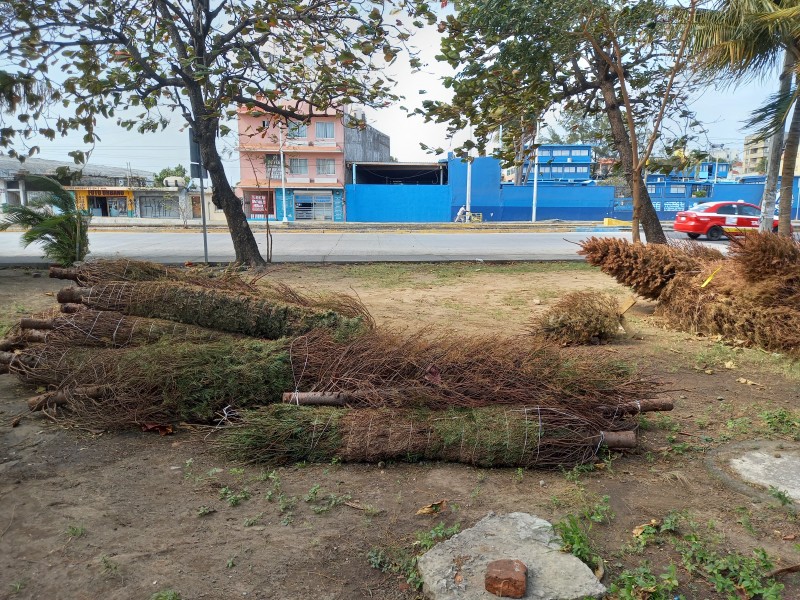 Tras no ser vendidos abandonan pinos navideños en la Boticaria