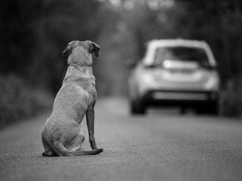 Tras pandemia, aumentó abandono de animales en calles de Xalapa