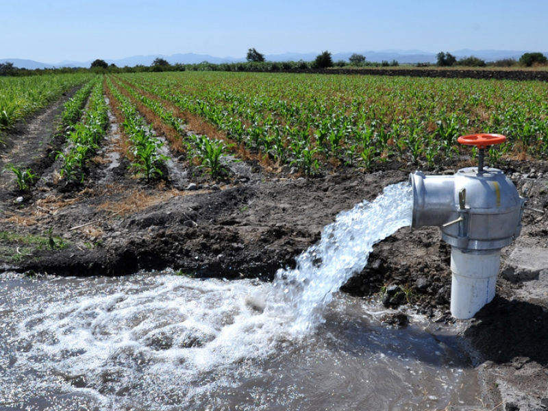 Tras sequía, el agua potable ha sido utilizada para riego