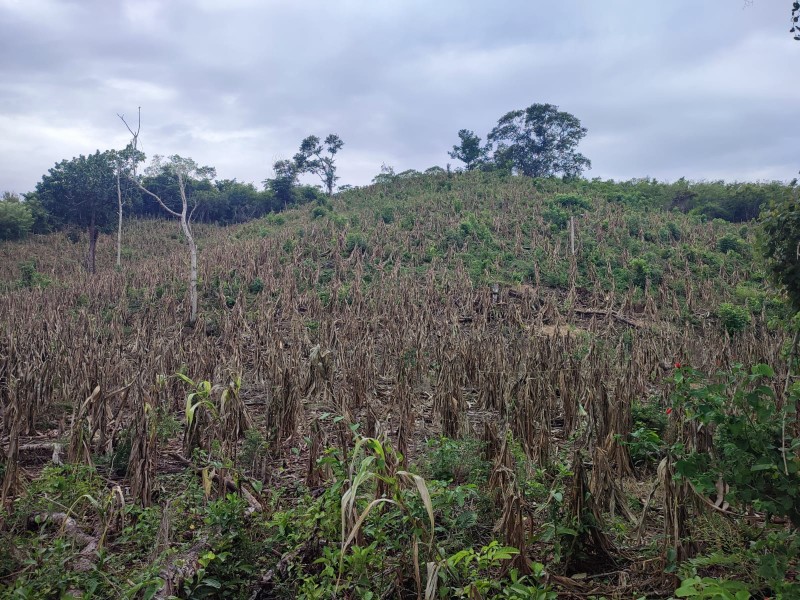 Tras sequía se busca apoyar economía de agricultores