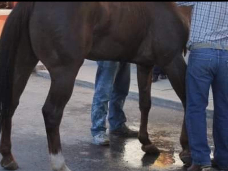 Tras ser golpeada por caballo, niña se recupera