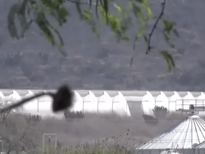 Trasciende presunto robo de 100 cerdos en granja de Tepanco