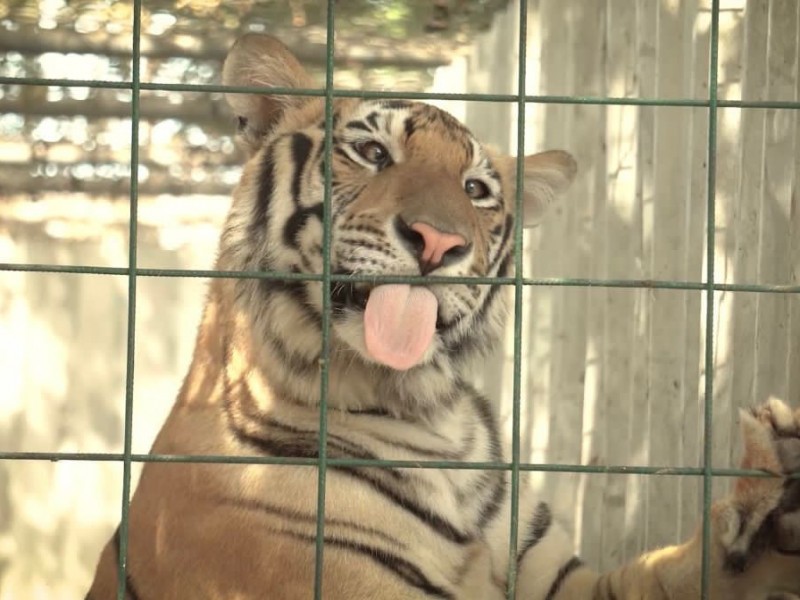 Traslada AZCARM 200 felinos a un conservatorio genético en India