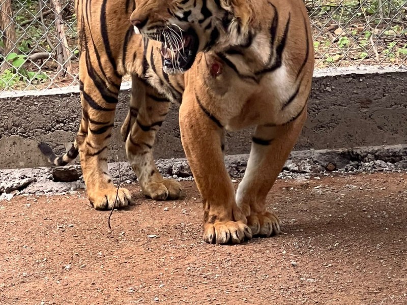 Trasladan tigre de bengala al santuario Ostok