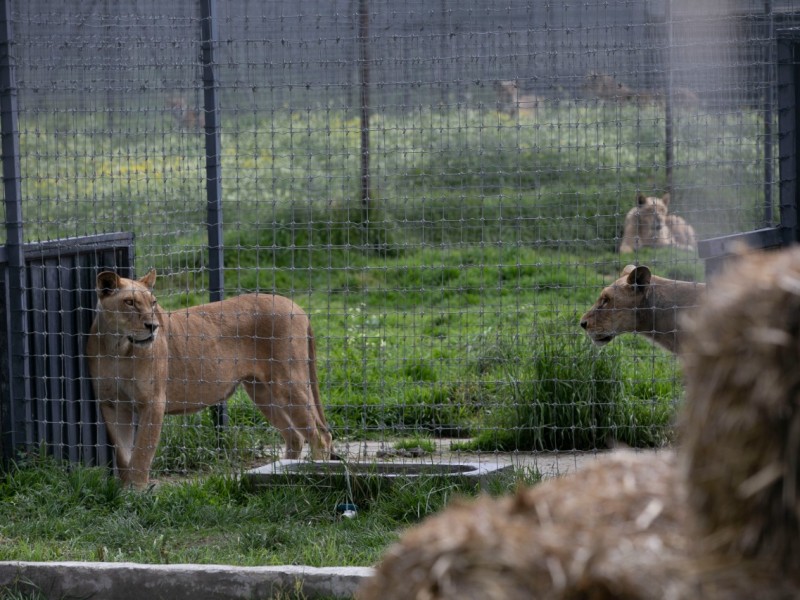Trasladan tres leones y un tigre al Zoológico de Morelia